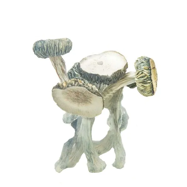 Shop Primary Image